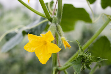 Blooming cucumbers. Flowers, leaves and young shoots of cucumbers.