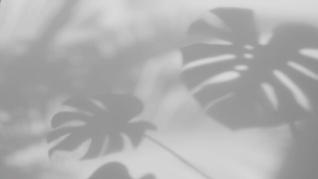 black and white the shadow of the swaying Monstera leaves overlay on a white background, slow motion