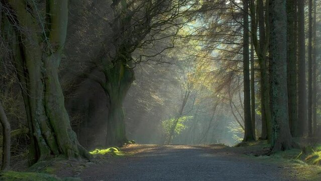 A path in the forest with sunlight breaking through the trees. 4k video. Beecraigs Country Park, West Lothian, Scotland