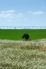 Coltivazioni nella Nurra. Sassari. Sardegna. Italy