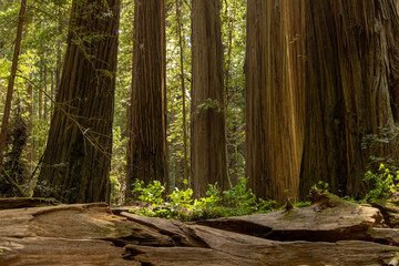 redwood trees in forest - obrazy, fototapety, plakaty