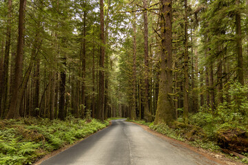 redwood forest, road