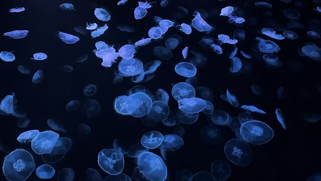 moon jellyfish ranbow color 4K UHD