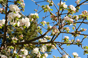 Close-up of almond blossoms on the tree.