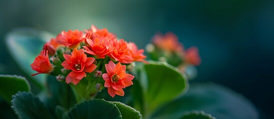 Morning light illuminates a stunning small red kalanchoe flower among blurred green leaves in the garden.