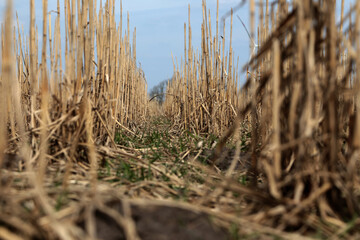 Detailaufnahme von einem abgeernteten Maisfeld in Norddeutschland 