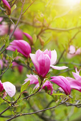 Obraz premium Blooming magnolia tree in spring with soft light and blurred background,springtime.