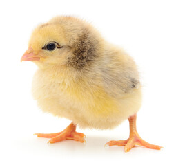 Small yellow chicken