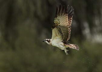 Osprey in flight at Qudra lake of Al Marmoom Desert Conservation Reserve, Dubai