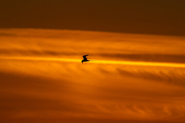 Tern Fling across Morning Sky