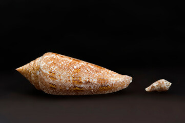 Seashells Left Conus gloriamaris, right Conus mediterraneus.