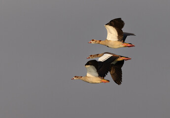 Egyptian goose flying at Qudra lake, Al Marmoom Desert Conservation Reserve UAE