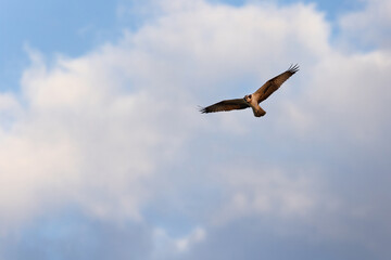 Osprey flying against beautiful sky at Qudra lake of Al Marmoom Desert Conservation Reserve, Dubai