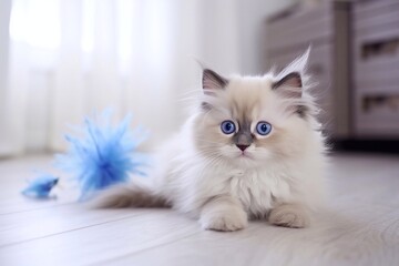 Cute fluffy ragdoll kitten witn beautiful blue eyes lying on the floor and playing with feathers to
