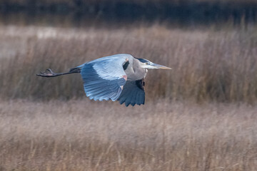 Great Bluer Heron Flying over Marsh