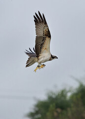 Osprey with a fish catch at Qudra lake , Al Marmoom Desert Conservation Reserve UAE