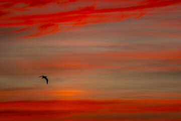 Bird in Colorful Morning Sky