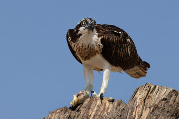 Closeup of a Osprey with a fish catch perched on a tree trunk near Qudra lake , Al Marmoom Desert Conservation Reserve UAE