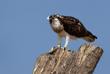 Osprey with a fish catch perched on a tree trunk near Qudra lake , Al Marmoom Desert Conservation Reserve UAE