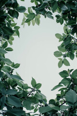 Fototapeta premium Stunningly realistic vegetable garden, forming a frame for writing. Masculine design with minimalistic flair, perfect for men's lifestyle blogs, gardening journals, and recipe books