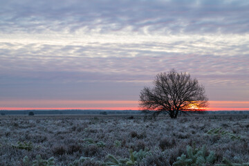 Sunrise in the winter heathland landscape on the Veluwe.