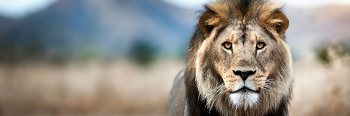 dangerous lion in the wild with open mouth ready to attack on dark background. Panoramic banner