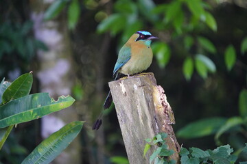 The turquoise-browed motmot (Eumomota superciliosa) is a colourful, medium-sized bird of the motmot family, Momotidae. Costa Rica.