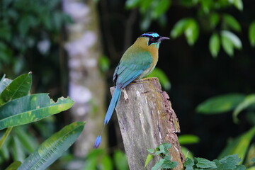 The turquoise-browed motmot (Eumomota superciliosa) is a colourful, medium-sized bird of the motmot family, Momotidae. Costa Rica.