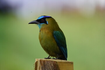The turquoise-browed motmot (Eumomota superciliosa) is a colourful, medium-sized bird of the motmot family, Momotidae. Costa Rica.