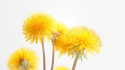 Yellow dandelion flowers isolated on white background. Closeup.