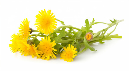 Dandelion flowers isolated on white background. Clipping path included.