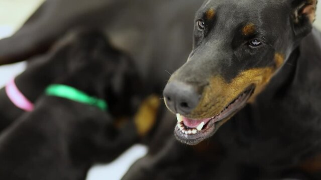 Doggess of doberman breed feeds two puppies, slow motion