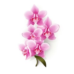 Naklejka na ściany i meble Orchid rectangle isolated on white background top view flat lay vector illustration Job ID: 58754de0-f7f4-40fb-be6f-0b0b2ade9853
