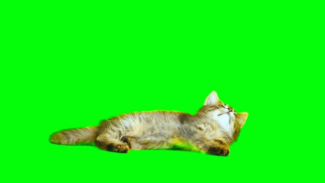 Funny cat Green screen video