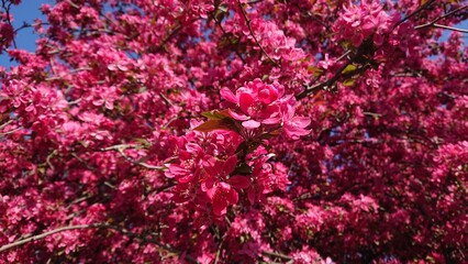 beautiful tree branches with vibrant pink blooming buds