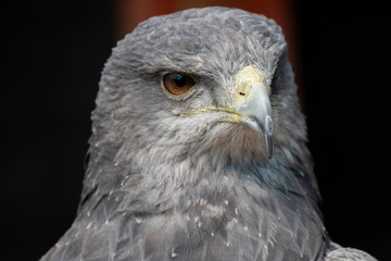 A Chilean Blue Eagle. Also known as the Black-Chested Buzzard-Eagle, the Chilean Blue Eagle is a South American bird of prey from the Buteo genus. 