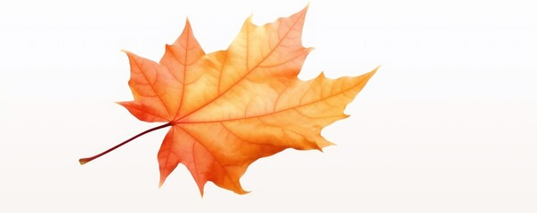 Naklejka na ściany i meble autumn colored fall leaf on white background