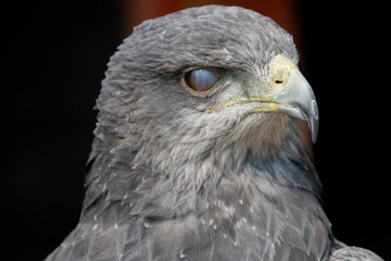 A Chilean Blue Eagle. Also known as the Black-Chested Buzzard-Eagle, the Chilean Blue Eagle is a South American bird of prey from the Buteo genus. 