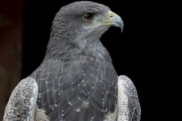 A Chilean Blue Eagle. Also known as the Black-Chested Buzzard-Eagle, the Chilean Blue Eagle is a...