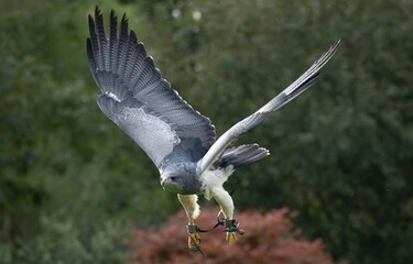 A Chilean Blue Eagle. Also known as the Black-Chested Buzzard-Eagle, the Chilean Blue Eagle is a South American bird of prey from the Buteo genus. 