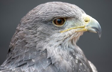 Obraz premium A Chilean Blue Eagle. Also known as the Black-Chested Buzzard-Eagle, the Chilean Blue Eagle is a South American bird of prey from the Buteo genus. 