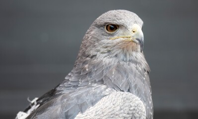 A Chilean Blue Eagle. Also known as the Black-Chested Buzzard-Eagle, the Chilean Blue Eagle is a...