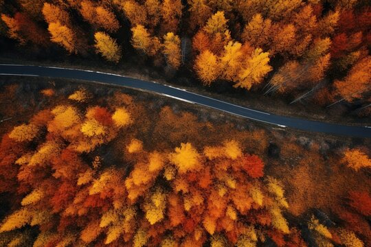 Top view of autumn forest and asphalt road. Aerial view of nature
