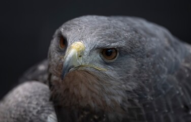 A Chilean Blue Eagle. Also known as the Black-Chested Buzzard-Eagle, the Chilean Blue Eagle is a South American bird of prey from the Buteo genus. 