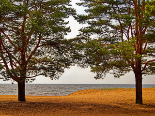 Fototapeta na wymiar Two trees on the seashore.