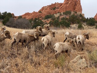 Herd of Sheep Rams Bighorn