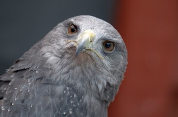 A Chilean Blue Eagle. Also known as the Black-Chested Buzzard-Eagle, the Chilean Blue Eagle is a South American bird of prey from the Buteo genus. 