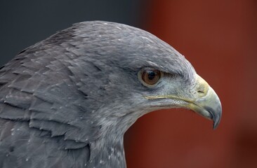 A Chilean Blue Eagle. Also known as the Black-Chested Buzzard-Eagle, the Chilean Blue Eagle is a...