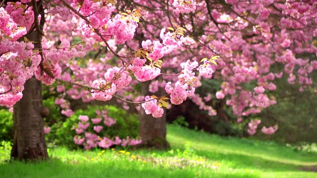 Beautiful pink spring flowers, branch 4K. Flowering, bloom, tree, nature, fresh, land, flora, grass, green, park, botany, peace, wind, windy, plant, petal, color, scene, ultra hd. ProRes 422 HQ.