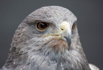A Chilean Blue Eagle. Also known as the Black-Chested Buzzard-Eagle, the Chilean Blue Eagle is a South American bird of prey from the Buteo genus. 